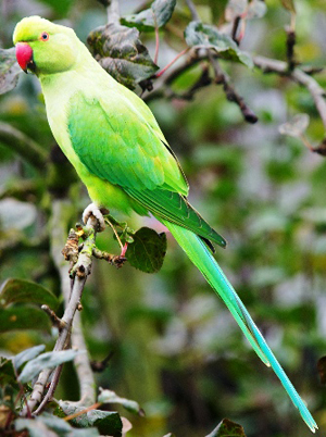 http://nation.sc/images/2016/Aug/22/parakeet%20bird.jpg